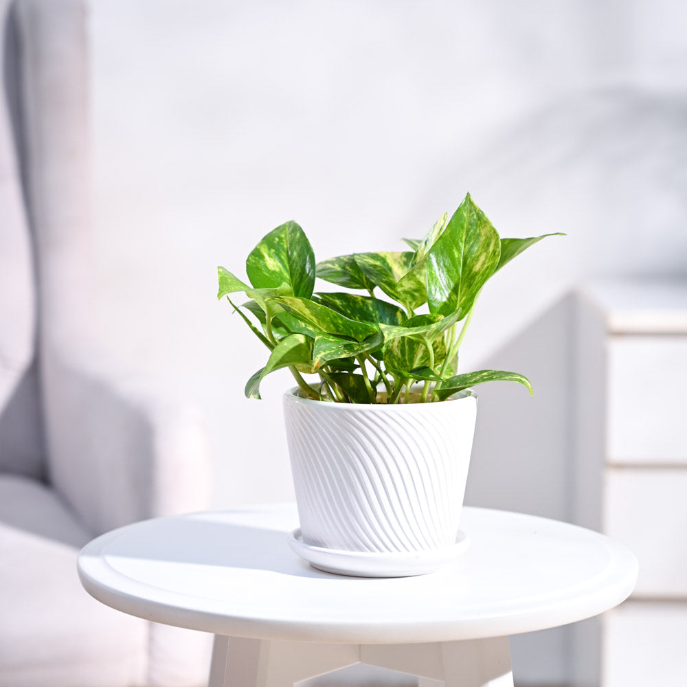 ceramic-pot_white