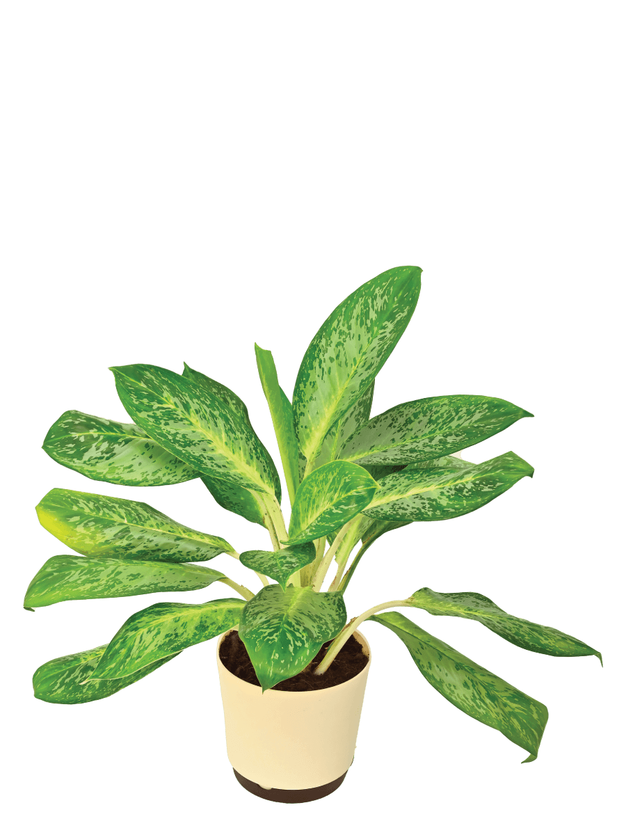 Aglaonema Pearl