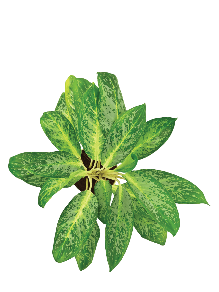 Aglaonema Pearl