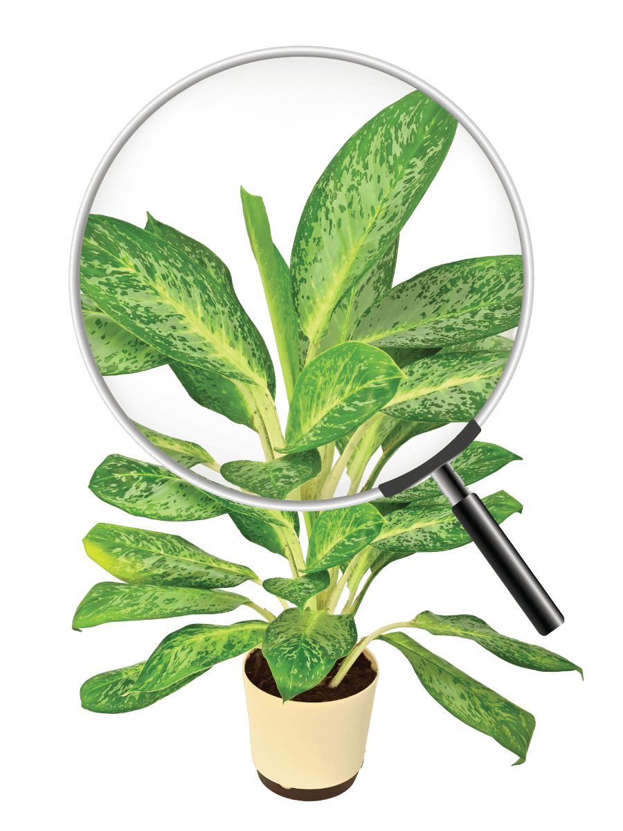 Aglaonema Pearl