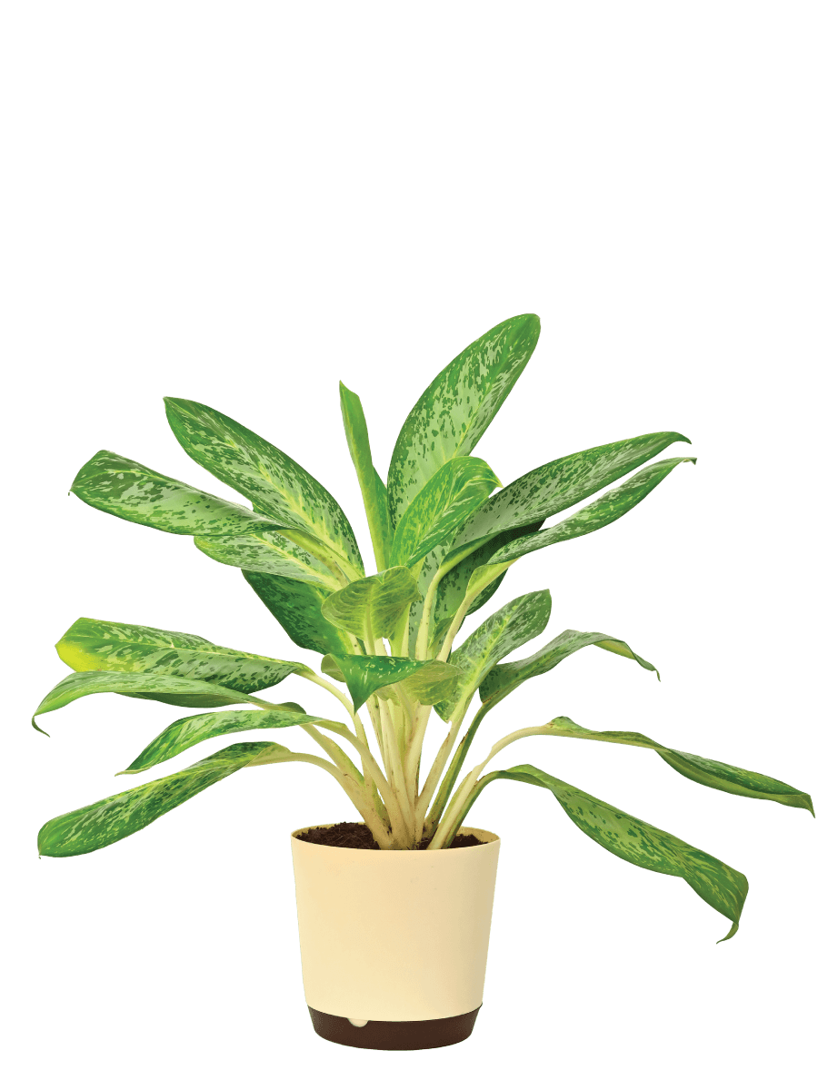 Aglaonema Pearl