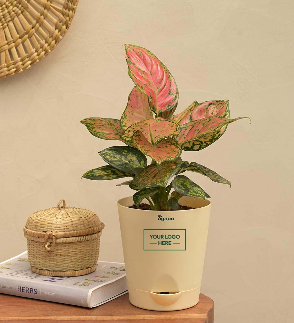 aglaonema hanging basket Aglaonema Pink Beauty Plant Gift Hamper – Ugaoo