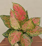 Aglaonema Pink Beauty Plant Gift Hamper