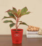 Aglaonema Red Plant - Small Gift Hamper