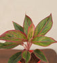 Aglaonema Red Plant - Small Gift Hamper
