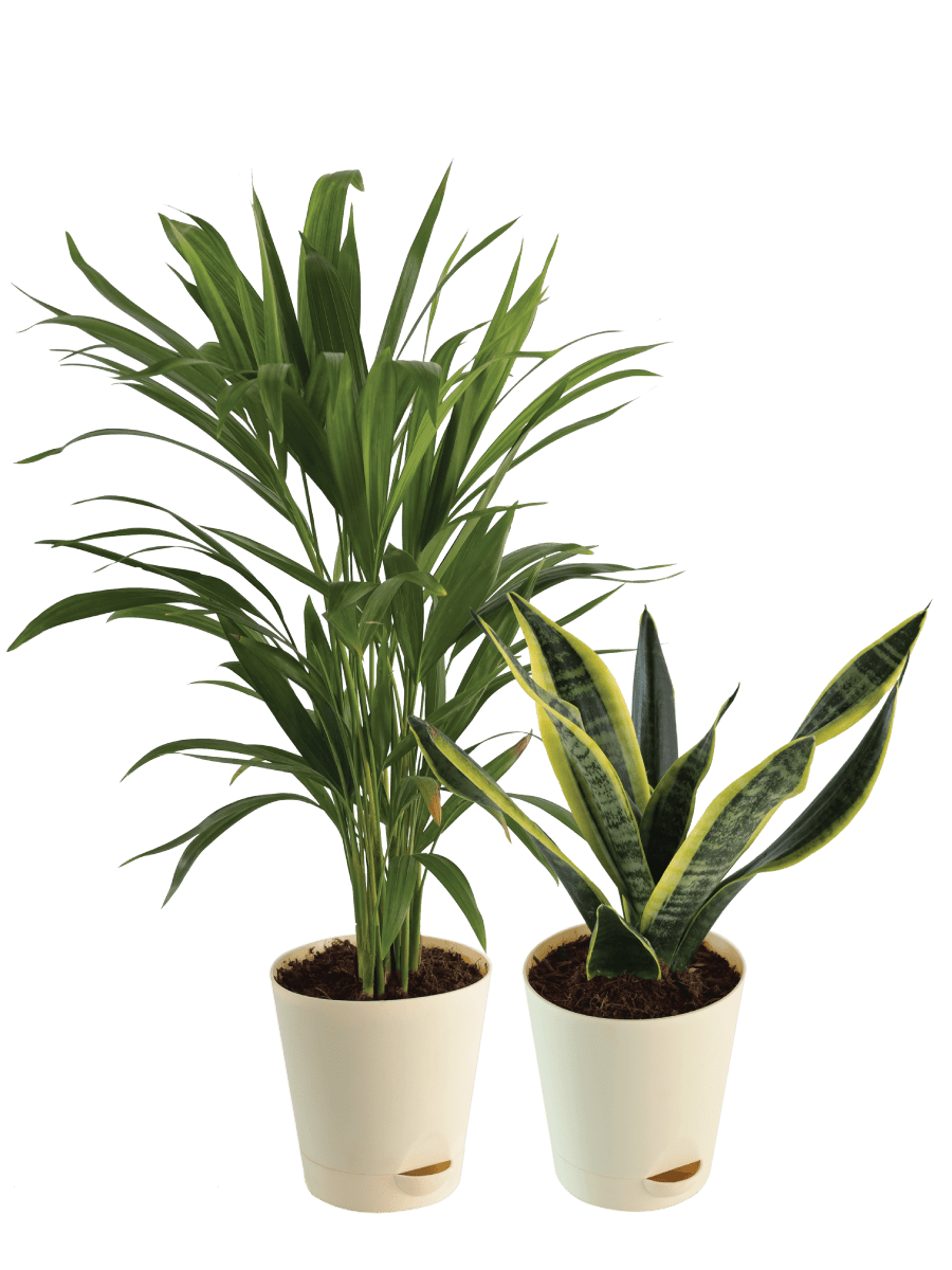 areca palm snake plant Set of 2 medium plants 1