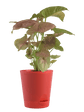 Air Purifying Plant Bundle - Syngonium Pink, Money N Joy, Philodendron Oxycardium Green