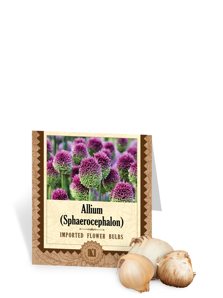 Allium sphaerocephalon Bulbs