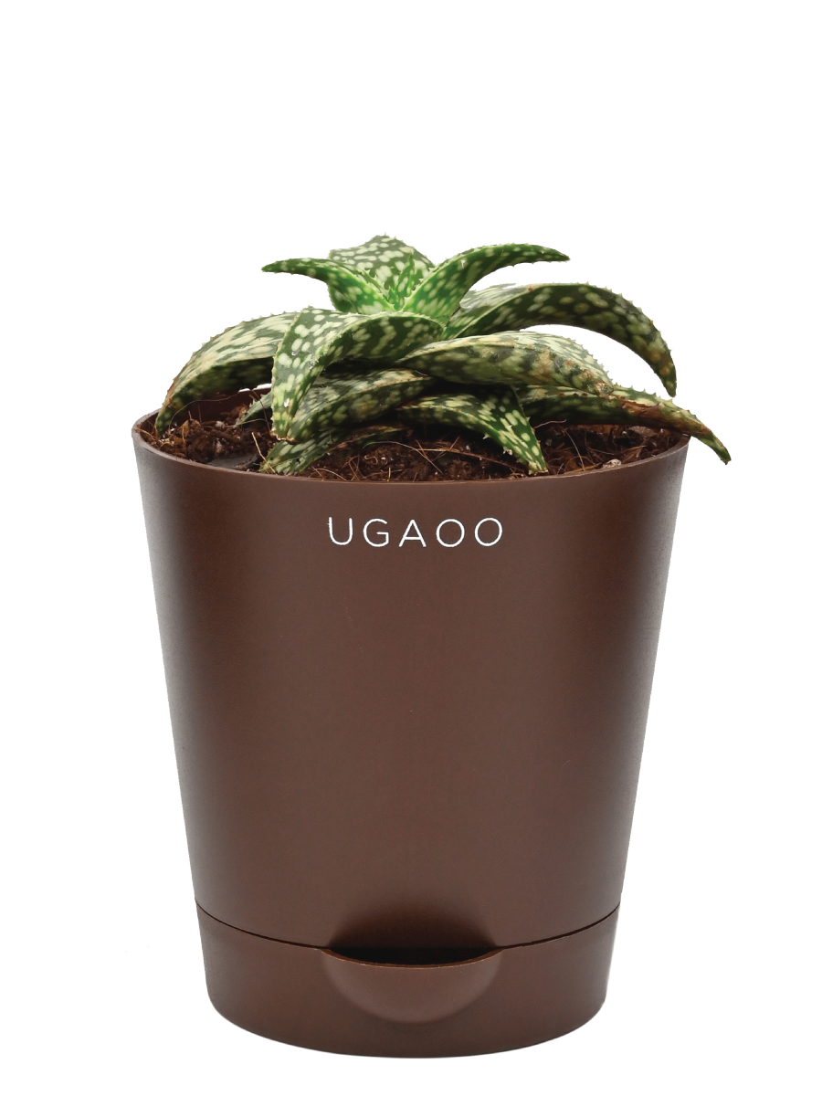 Aloe Snow Flake