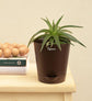 Aloe Vera Green Mini Plant