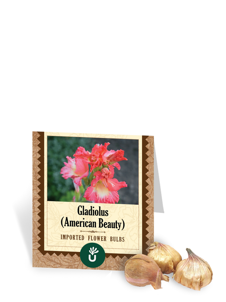 American Beauty Gladiolus Bulbs