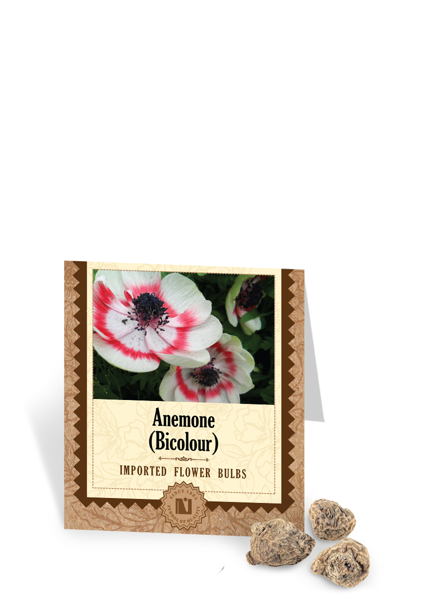 Anemone Bicolor Bulbs