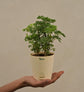 Aralia Golden Plant Gift Hamper