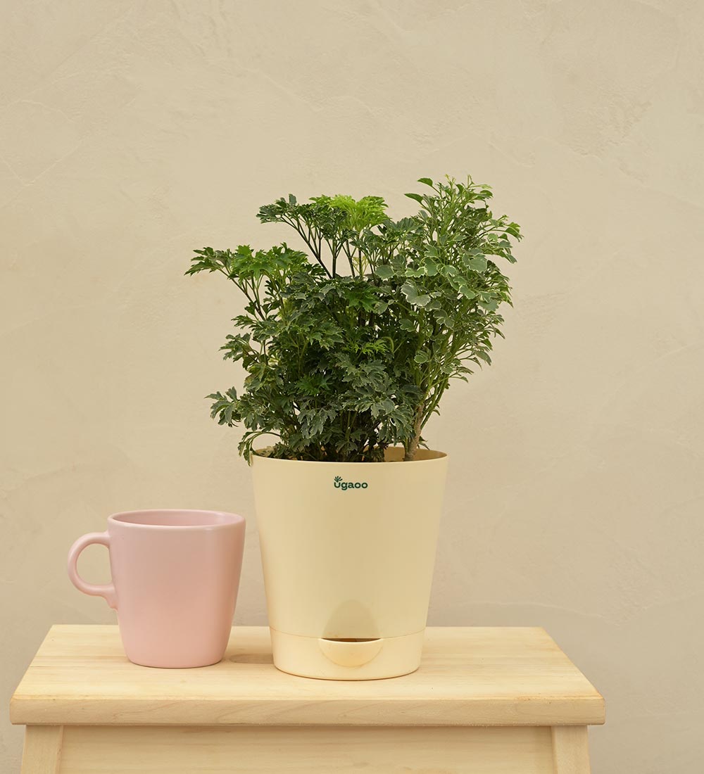 Aralia Golden Variegated White and Variegated White Mini Plant Bouquet