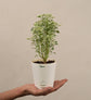 Aralia Variegated White Plant - Mini
