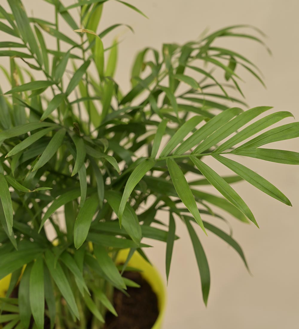 Bamboo Palm Plant Gift Hamper