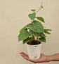 Betel Leaf Plant (Magai Paan) Gift Hamper