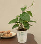 Betel Leaf Plant (Magai Paan) Gift Hamper