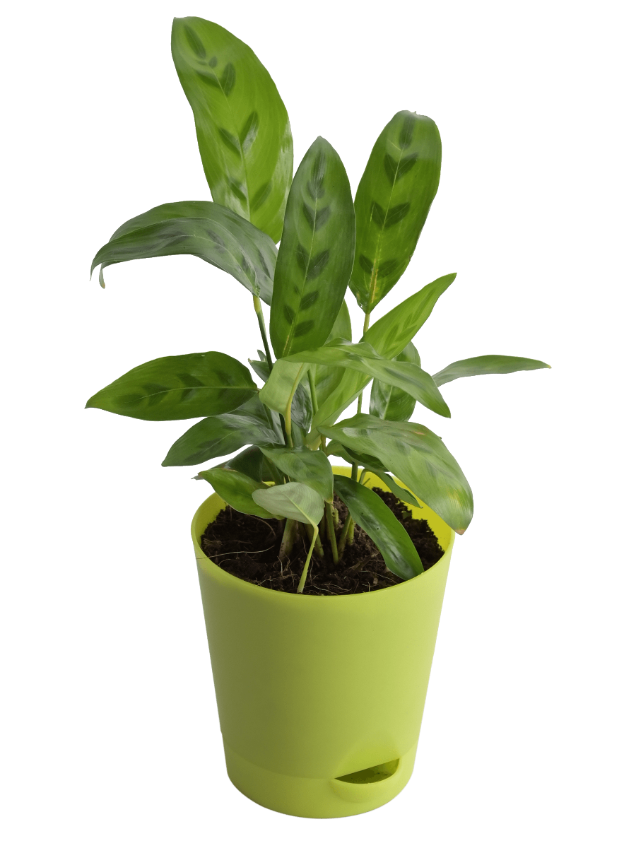 Calathea Faux Green Plant