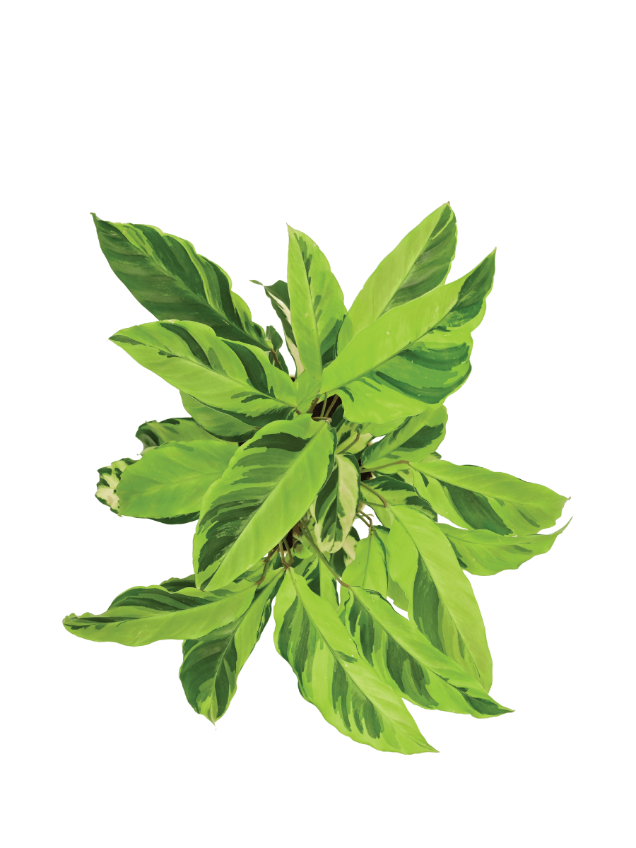 Calathea Yellow Fusion