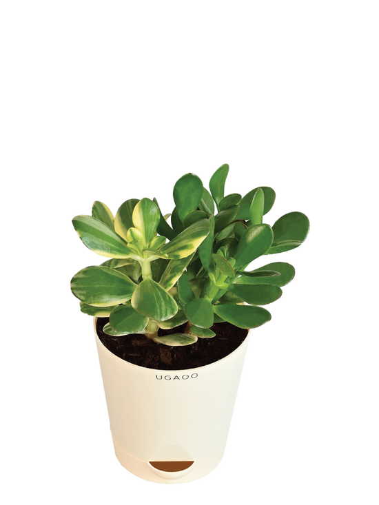 Crassula Ovata Green and Variegated Plant Bouquet