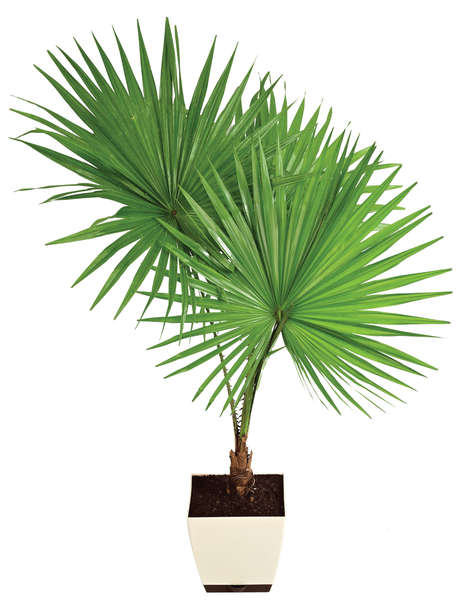 Fan Palm - XL