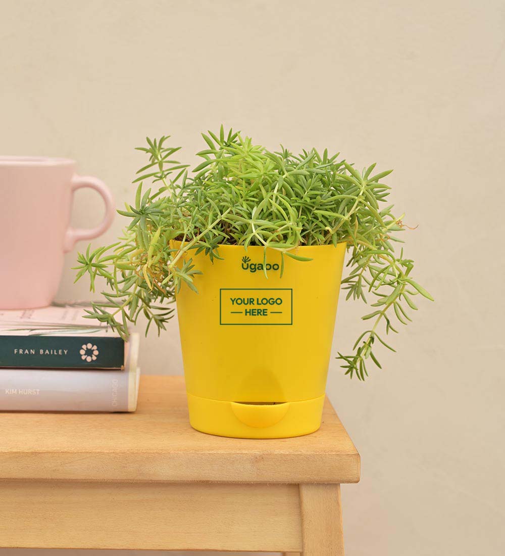 Golden Sedum Plant Gift Hamper