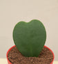 Heart Hoya Plant