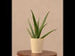 Aloe Vera Plant - Medium