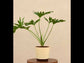 Philodendron Selloum Green Plant