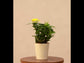 Ixora (Rugmini) Plant - Yellow