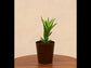 Aloe Juvenna Plant