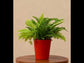 Golden Fern and Green Fern Mini Plant Bouquet