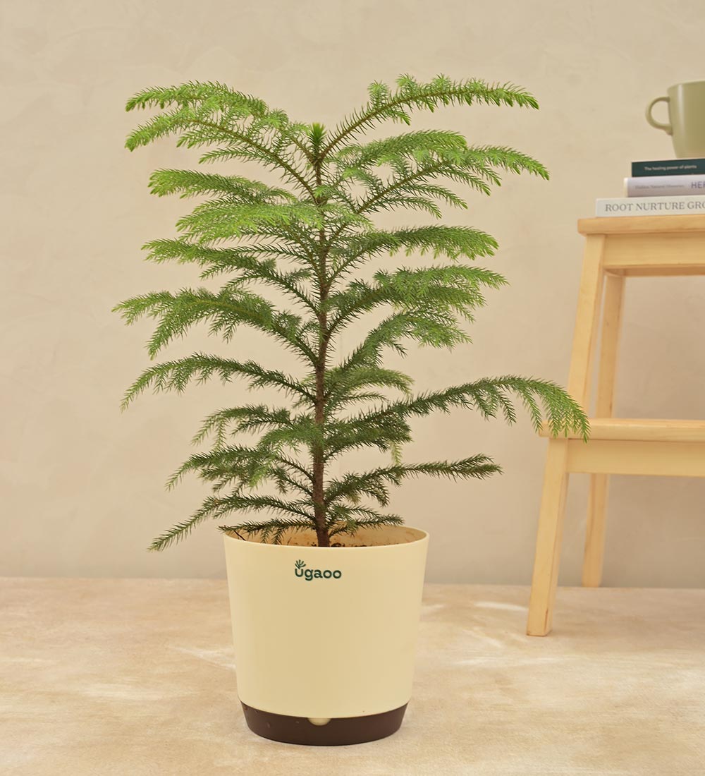 Norfolk Island Pine Ugaoo norfolk-island-pine-ugaoo