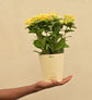 Ixora (Rugmini) Plant - Yellow Gift Hamper
