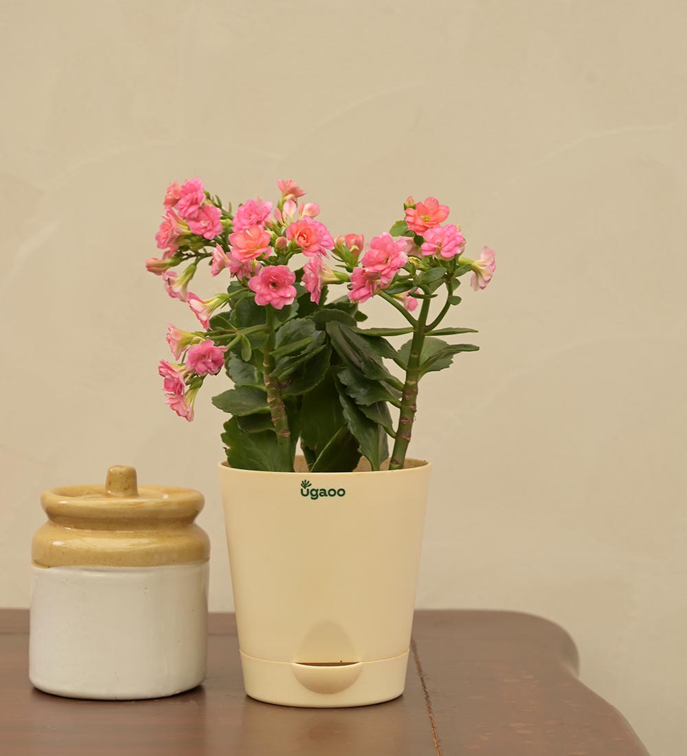 Kalanchoe Pink Plant - Women&