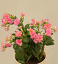 Kalanchoe Pink Plant - Women&