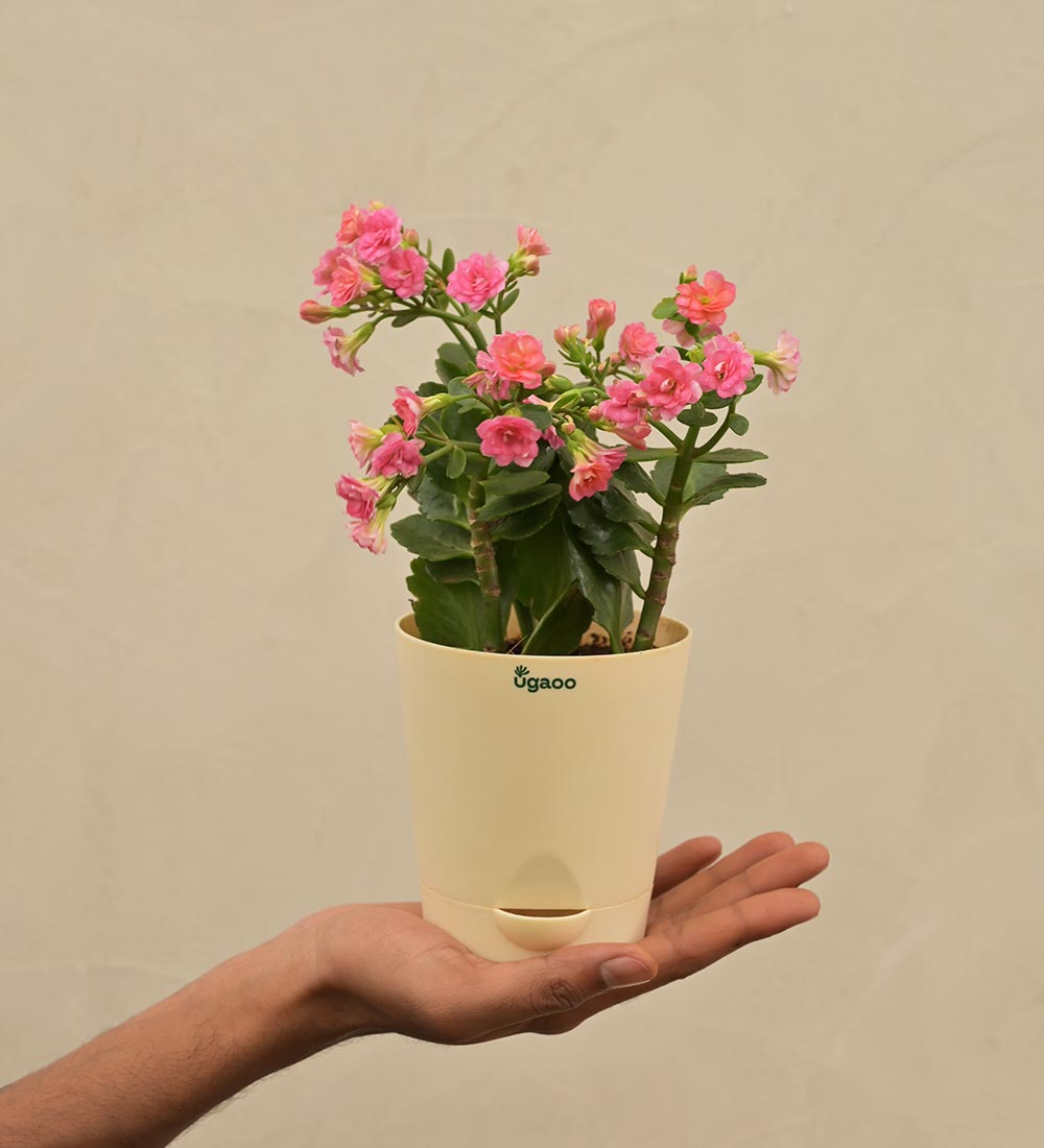 Kalanchoe Pink Plant - Women&