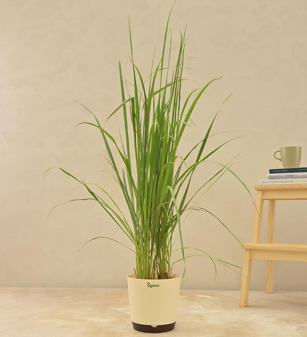 lemongrass indoor plant Lemon Grass – Ugaoo