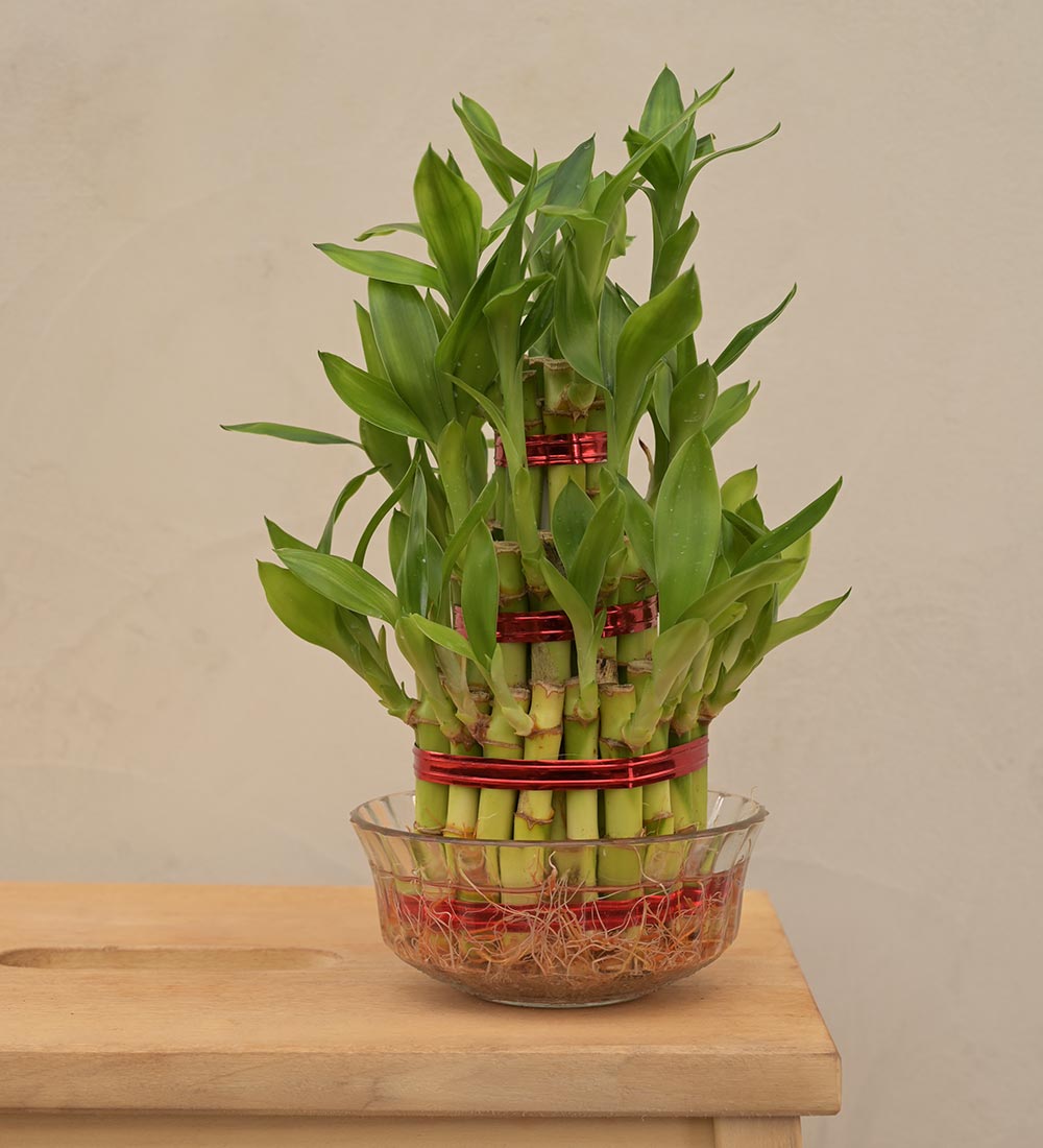 lucky bamboo gift ideas Lucky Bamboo Plant