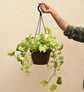 Money Plant Marble With Hanging Pot