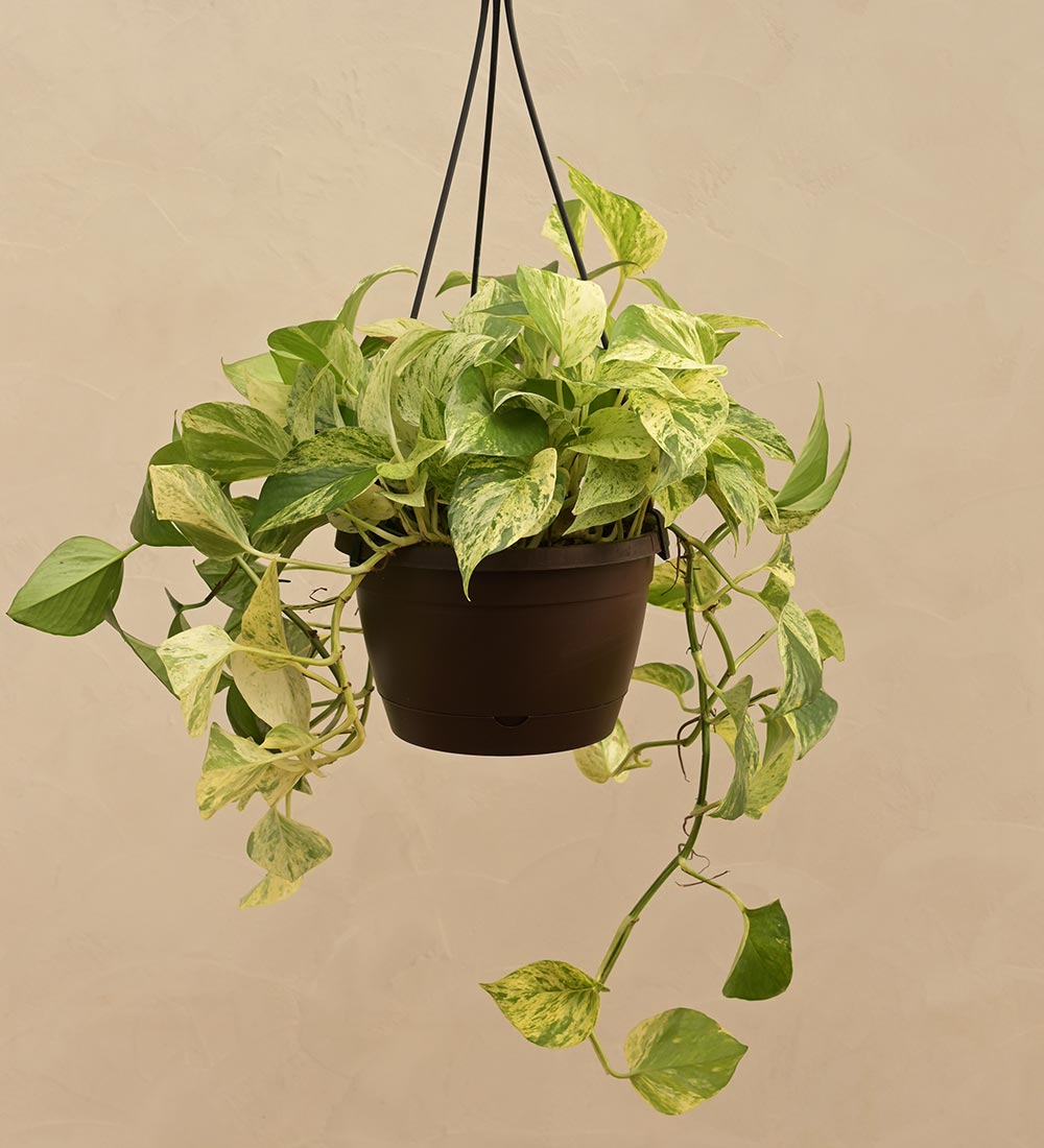 pot for money plant Buy Money Plant Marble Hanging Pot: Indoor Greenery Delight – Ugaoo