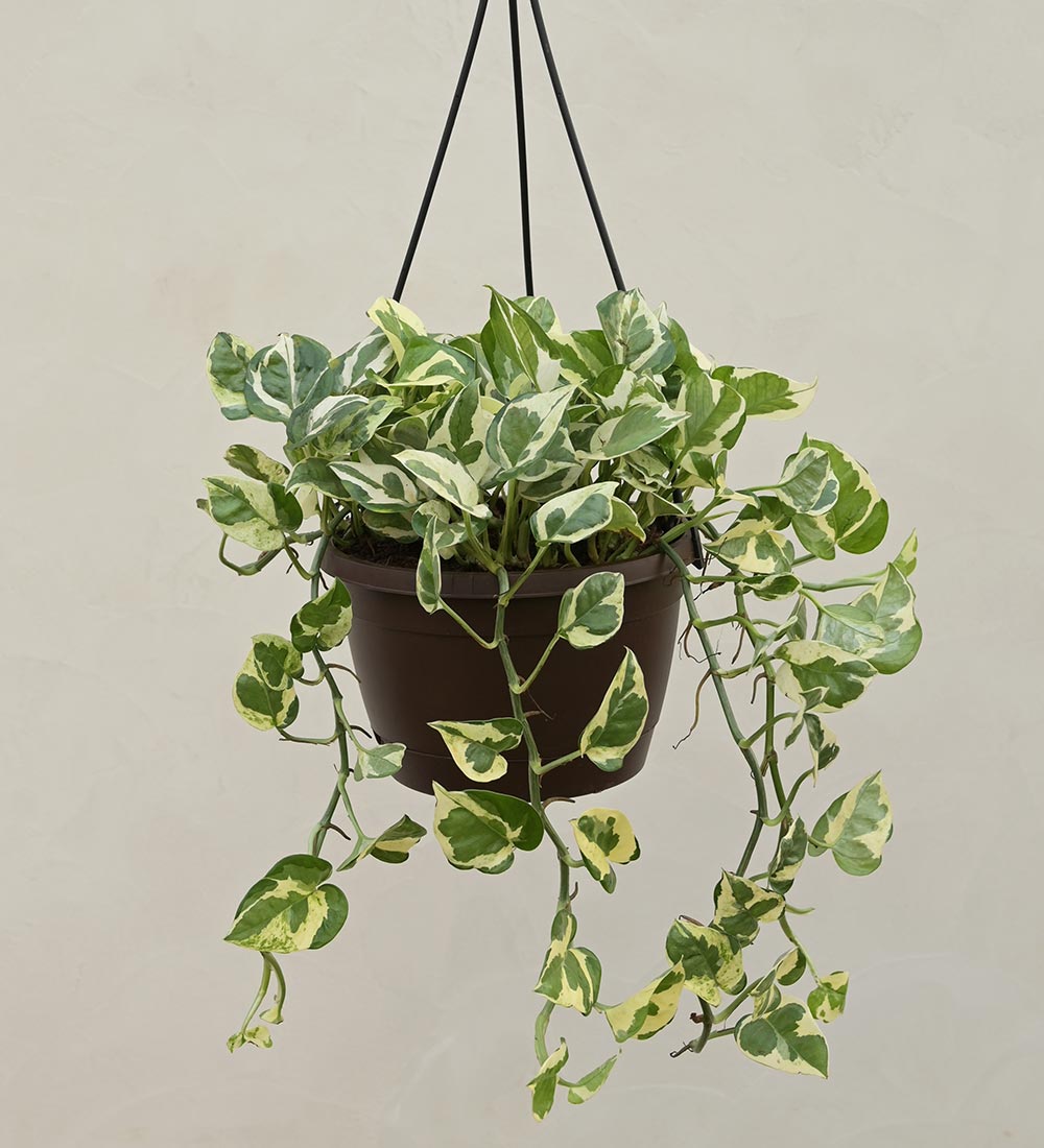 hanging pot for money plant Money Plant N Joy With Hanging Pot – Ugaoo