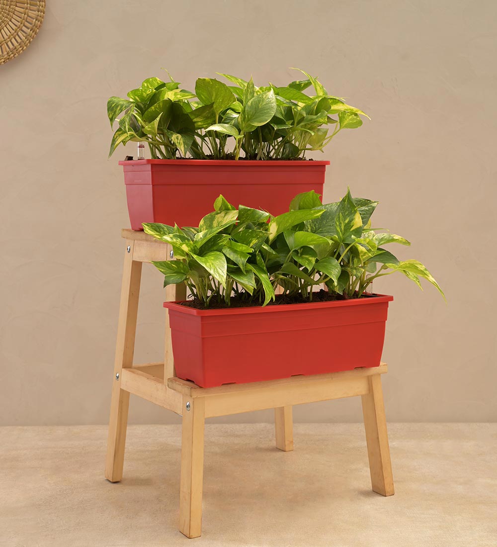 money plant outdoor Money Plant Variegated