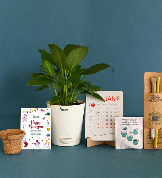 Peace Lily Calendar Box