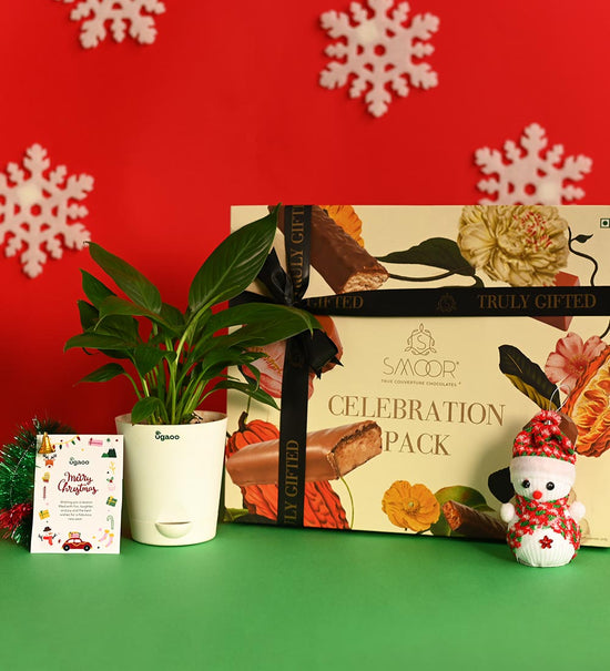 Peace Lily Plant with Celebration Box