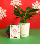 Peace Lily Plant with Celebration Box
