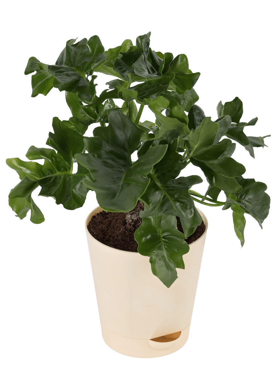 Philodendron Selloum Green Plant