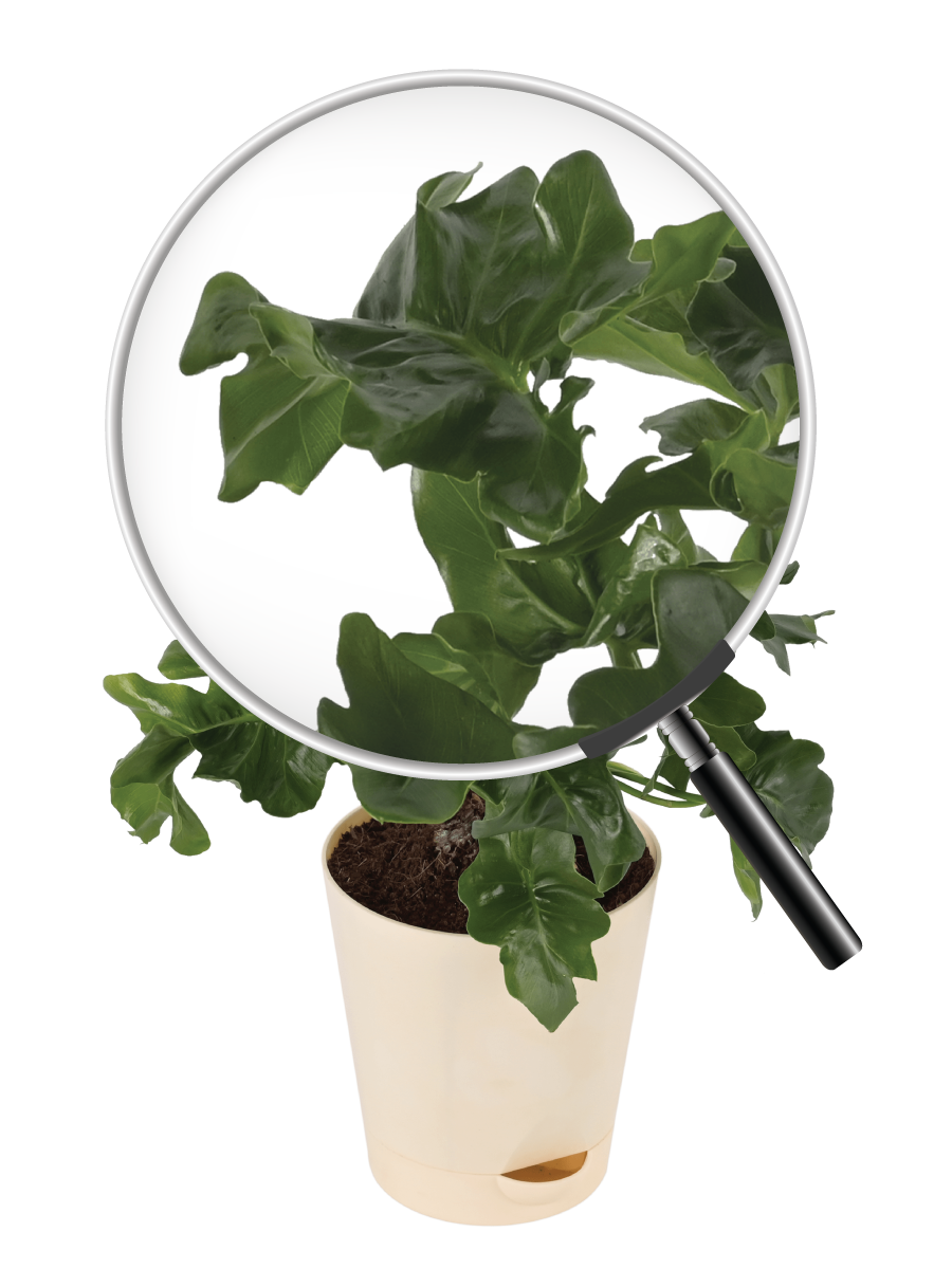Philodendron Atom Plant