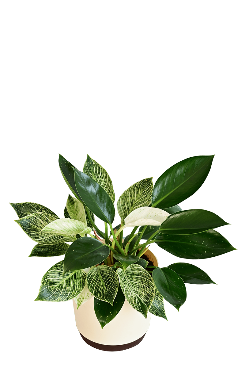 philodendron birkin congo Philodendron Birkin and Philodendron Congo Plant Bouquet – Ugaoo